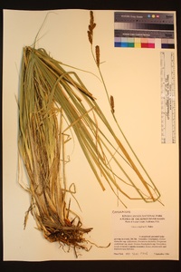 Carex congdonii image